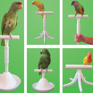 Parrot Stand